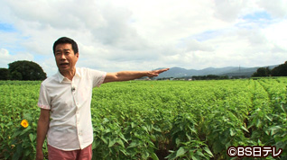 茨城県筑西市の旅