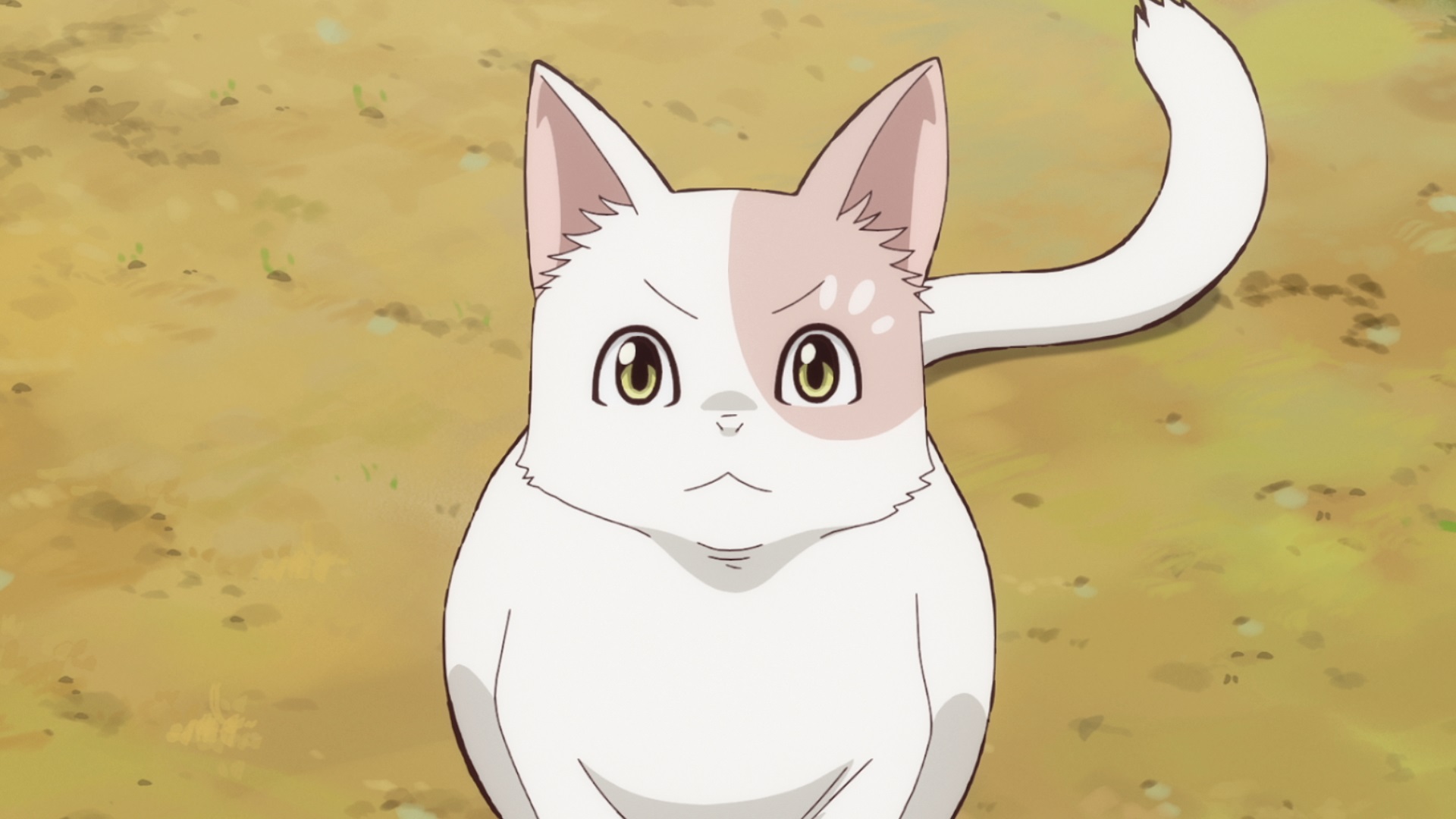 猫と竜｜BS日テレ