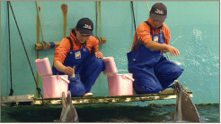 小学生の時に水族館でイルカショーを見て以来、イルカのトレーナーの夢を追い続けてきた20歳の宮崎葉月さん。動物専門学校を今年の春卒業、和歌山の水族館で、夢のイルカトレーナーとしての第一歩を踏み出す。その旅立ちと新米トレーナーとしての戦いの日々に密着!波乱の旅立ちを追う!