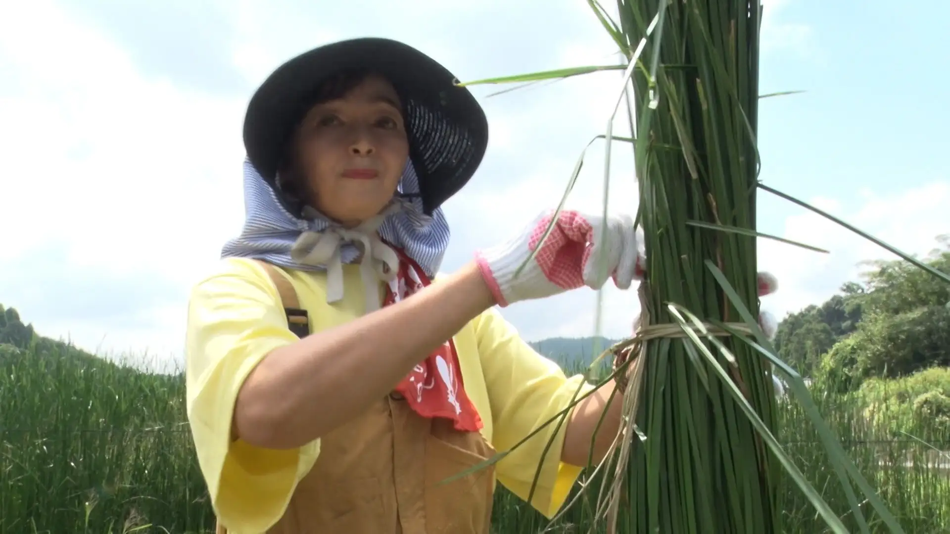 財前直見、大分の伝統植物「七島藺（しちとうい）」の収穫に挑戦！大分