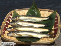 栃木・那珂川 鮎～清流が育んだ薫る川魚～